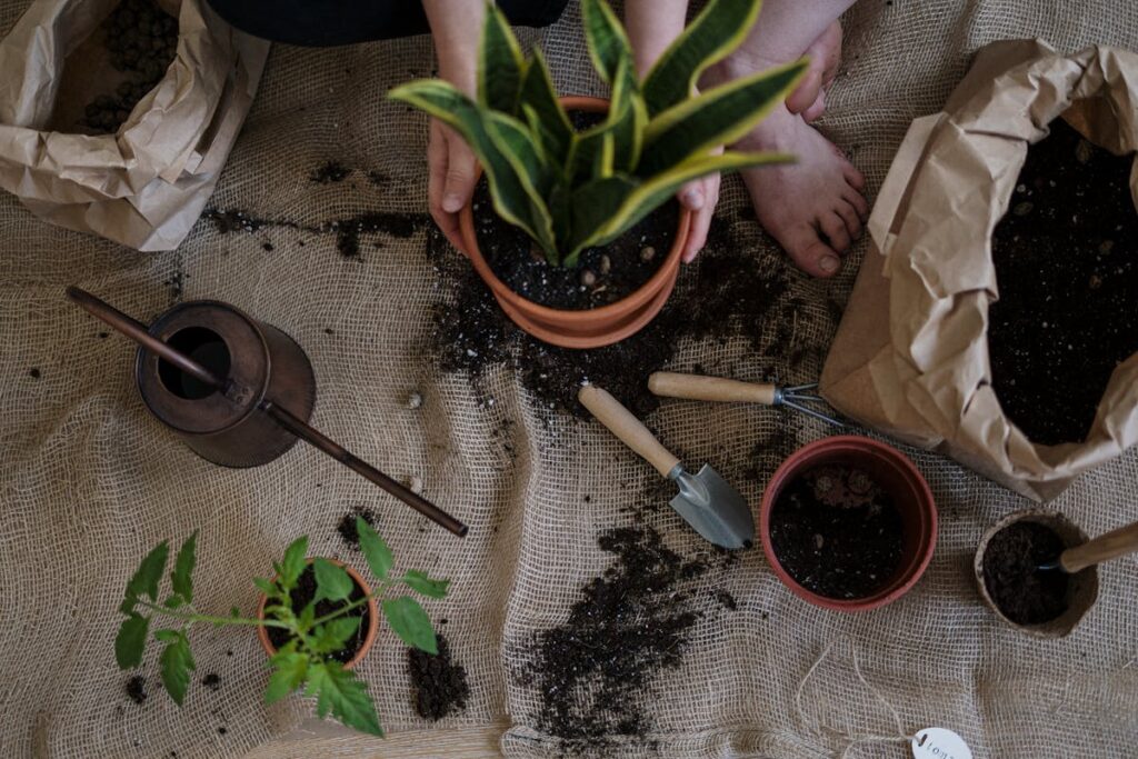 Rustgevende kamerplanten voor een kalme sfeer